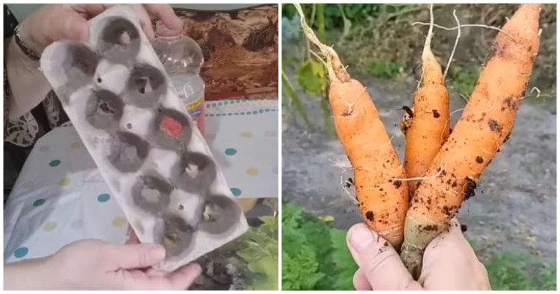 V máji vždy zakopávam do záhonu s mrkvou podnosy na vajcia: geniálny trik, ktorý by mal vyskúšať každý pestovateľ zeleniny.